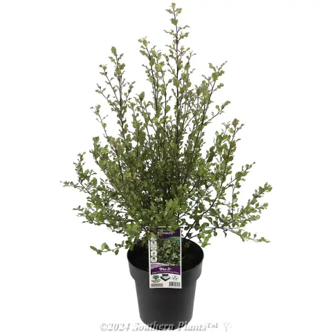 Pittosporum Screen Between