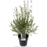 Pittosporum Screen Between - Product photo