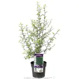Pittosporum Silver Sheen - Plant photo