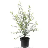 Pittosporum Silver Sheen - Alternate photo