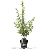Pittosporum Tasman Ruffles - Plant photo