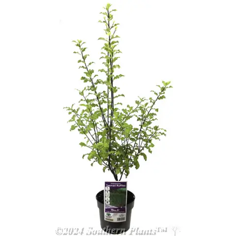 Pittosporum Tasman Ruffles