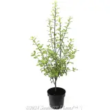 Pittosporum Tasman Ruffles - Alternate photo