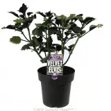 Plectranthus Velvet Elvis - Plant photo