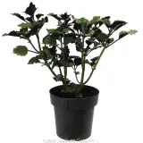 Plectranthus Velvet Elvis - Alternate photo