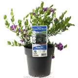 Sweet Pea Shrub - Plant photo
