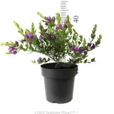 Sweet Pea Shrub - Reference photo
