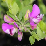Sweet Pea Shrub - Detail photo