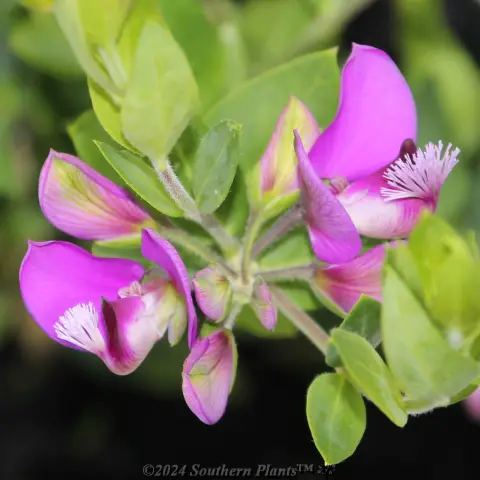 Sweet Pea Shrub