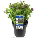 Polygala Poly Ball - Plant photo