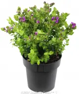 Polygala Poly Ball - Alternate photo
