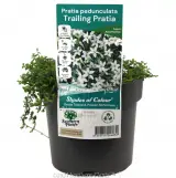 Trailing Pratia - Plant photo