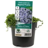 Trailing Pratia - Plant photo