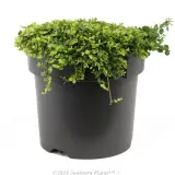 Trailing Pratia - Alternate photo