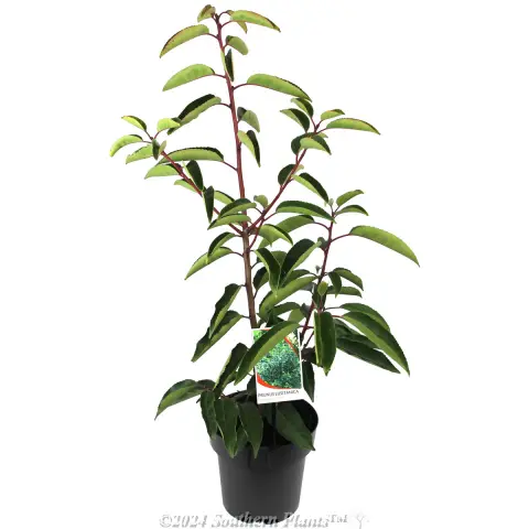 Portuguese laurel