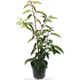 Portuguese laurel - Alternate photo