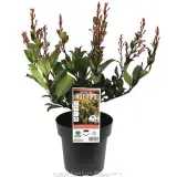 Hot Tips Indian Hawthorn - Plant photo