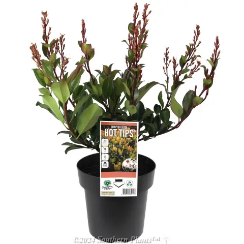 Hot Tips Indian Hawthorn