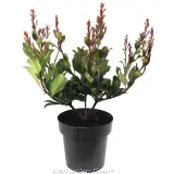 Hot Tips Indian Hawthorn - Alternate photo