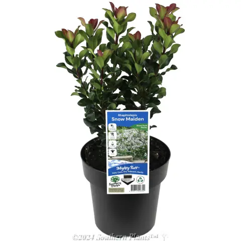 Rhaphiolepis 'Snow Maiden'