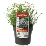 Paper Daisy - Plant photo