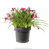 Rhodohypoxis Beverley - Alternate photo