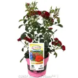 Cherry Flower Carpet Rose - Plant photo