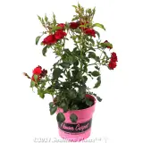 Cherry Flower Carpet Rose - Product photo