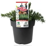 Rosemary Chef’s Choice™ - Plant photo