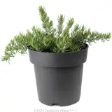 Rosemary Chef’s Choice™ - Alternate photo