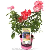 Rose Flower Carpet Coral - Plant photo