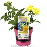 Rose Flower Carpet Gold - Plant photo