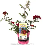 Rose Flower Carpet Red - Plant photo