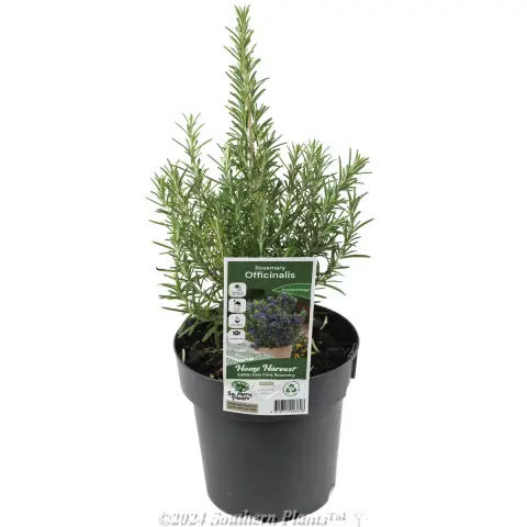 Rosemary