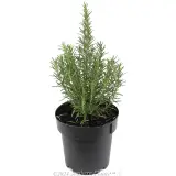 Rosemary - Alternate photo