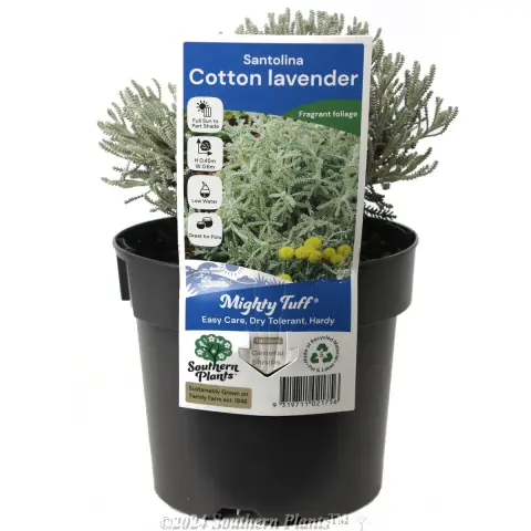 Cotton Lavender