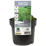 Cushion Bush - Plant photo