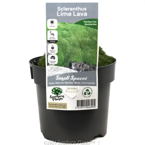 Cushion Bush
