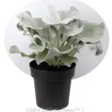 Senecio Angel Wings - Alternate photo