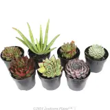 Succulents - Detail photo