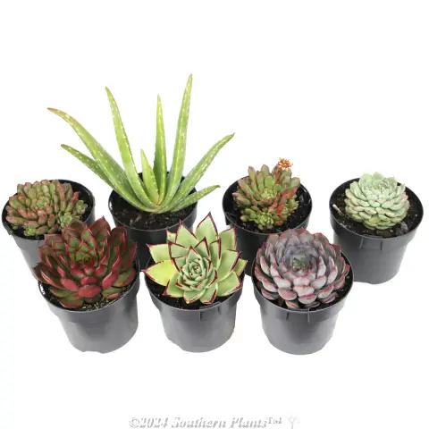 Succulents
