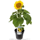 Dwarf Sunflower - Plant photo