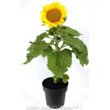 Dwarf Sunflower - Alternate photo
