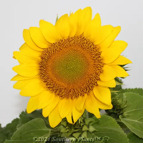 Dwarf Sunflower