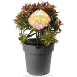 Syzygium Winter Lights - Plant photo