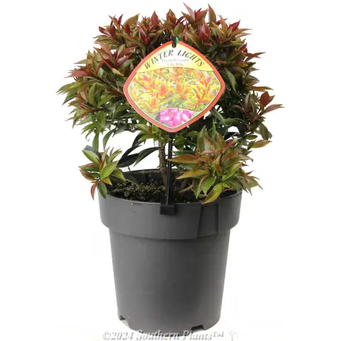Syzygium Winter Lights