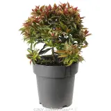 Syzygium Winter Lights - Alternate photo