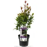 Syzygium Hinterland Gold - Plant photo