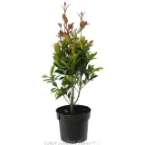 Syzygium Hinterland Gold - Alternate photo