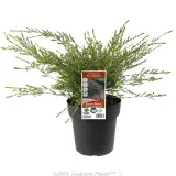 Payne's Thryptomene - Plant photo